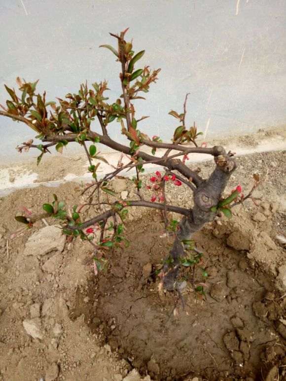 这是木瓜海棠下山桩吗 还能养活吗 图片