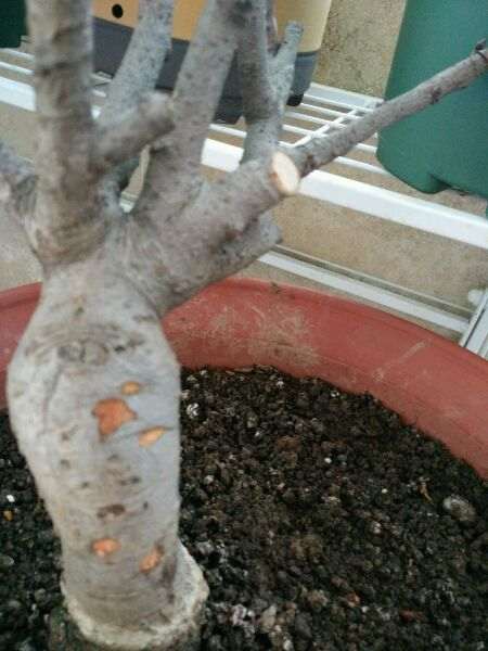 这是木瓜海棠下山桩吗 还能养活吗 图片