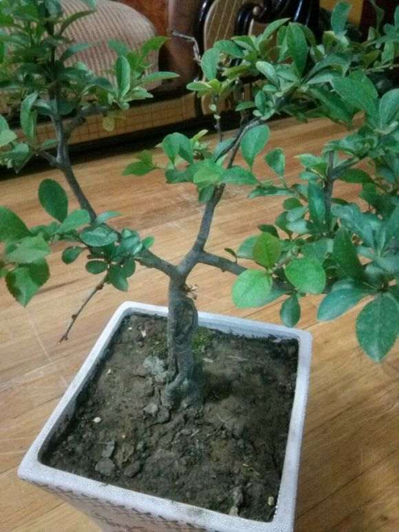 海棠下山桩怎样摘心 什么时候摘心 图片