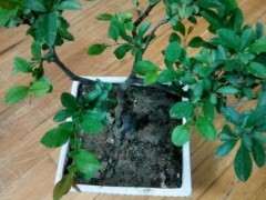 海棠下山桩怎样摘心 什么时候摘心 图片