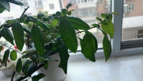 海棠下山桩焦叶 怎么回事 图片