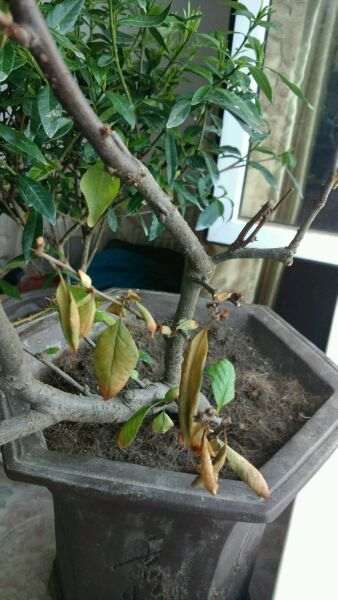 海棠下山桩焦叶 怎么回事 图片