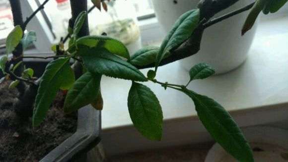 海棠下山桩焦叶 怎么回事 图片