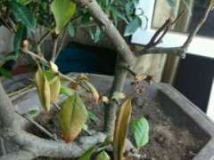 海棠下山桩焦叶 怎么回事 图片