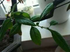 海棠下山桩过两个月结花苞 怎么办