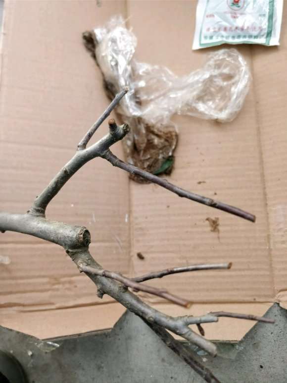 海棠下山桩可以做提根盆景吗 怎么样 图片