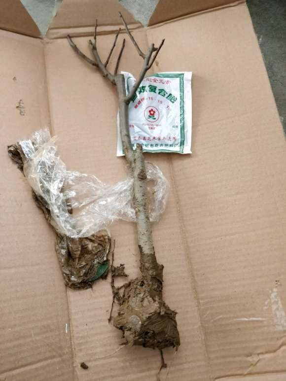 海棠下山桩可以做提根盆景吗 怎么样 图片