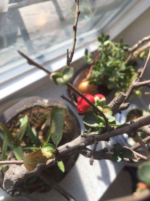 海棠下山桩叶子边缘干枯 怎么办 图片