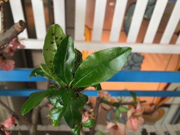 海棠下山桩阴养后 发新芽了 怎么样 图片