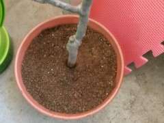 海棠下山桩苗1个星期怎么还不发芽 图片