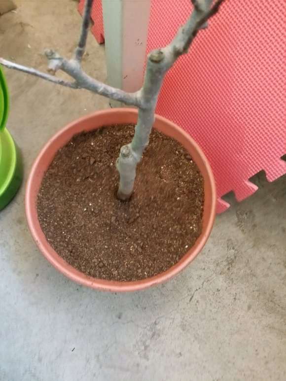 广东海棠下山桩 可以养吗 怎么样 图片