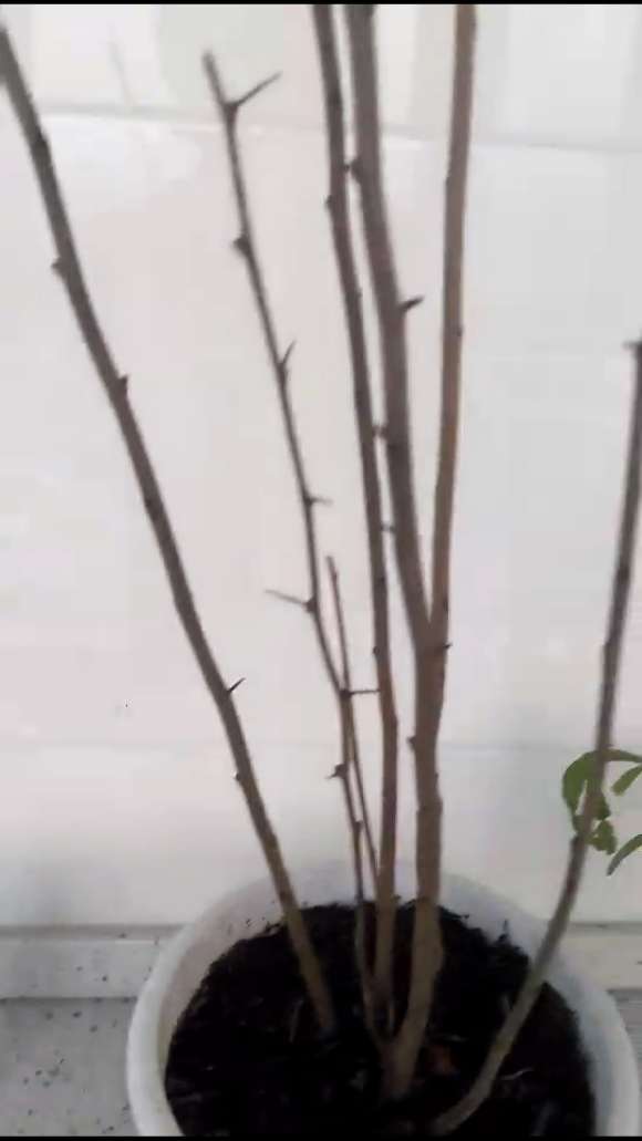 为什么海棠下山桩浇水不能浇一次 图片