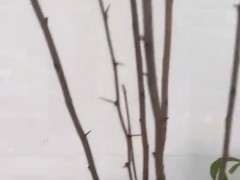 为什么海棠下山桩浇水不能浇一次 图片