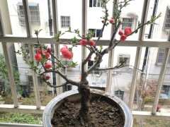 海棠下山桩怎么修剪 什么时候最好 图片