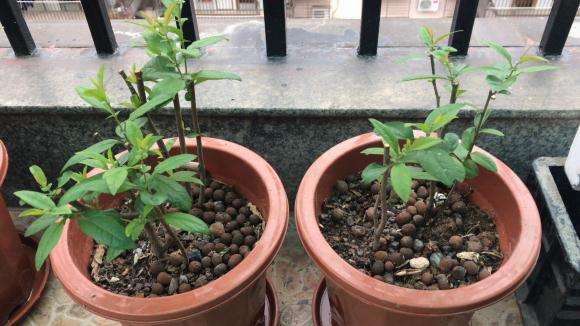 海棠下山桩需要几年才会开花 图片