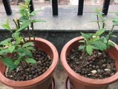 海棠下山桩需要几年才会开花 图片