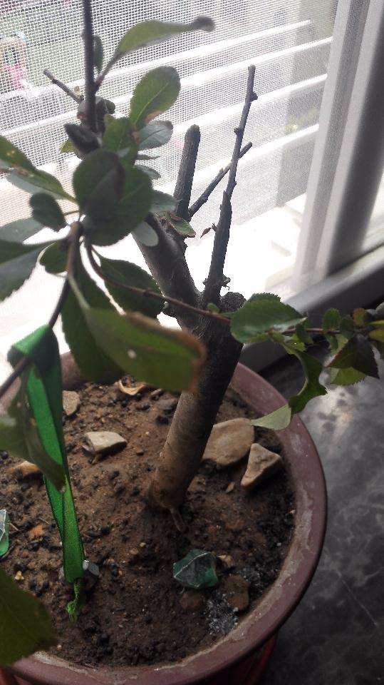 海棠下山桩叶子边缘开始干怎么回事 图片