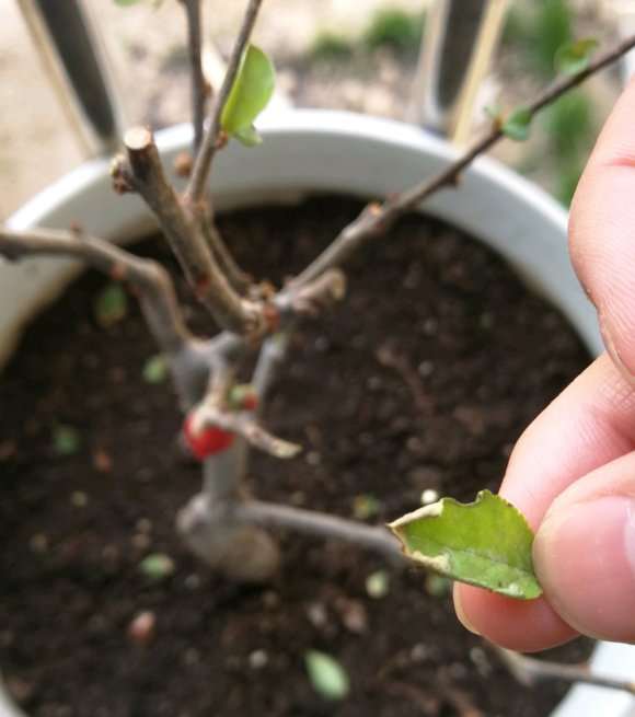 海棠下山桩叶子边缘开始干怎么回事 图片