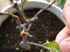 海棠下山桩叶子边缘开始干怎么回事 图片