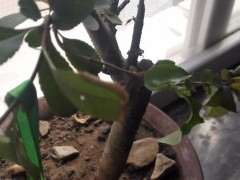 海棠下山桩叶子都干了 怎么办 图片