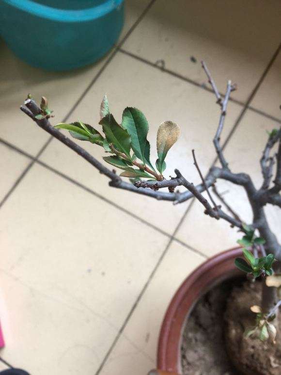 裸根种植海棠下山桩能活吗 怎么办 图片