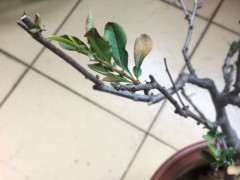 裸根种植海棠下山桩能活吗 怎么办 图片