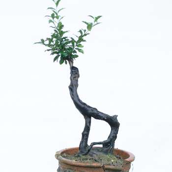 夏季可以买裸根海棠下山桩吗 图片