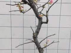 海棠下山桩越来越板结了 怎么办 图片