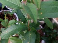 海棠下山桩地栽时放点缓释肥可以吗 图片