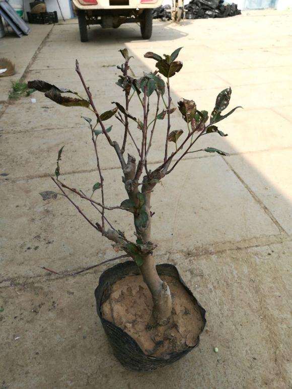 海棠下山桩不暴晒就行 秋季不需要套袋