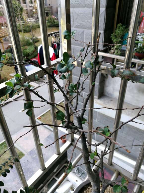 海棠下山桩正常吗 需要修剪吗 怎么办