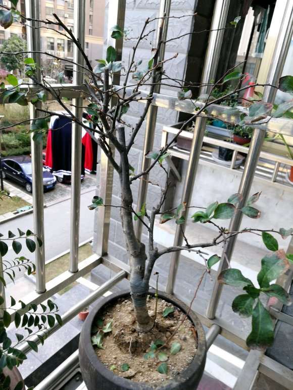 海棠下山桩正常吗 需要修剪吗 怎么办