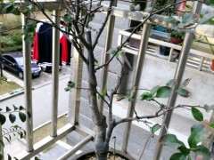 海棠下山桩正常吗 需要修剪吗 怎么办