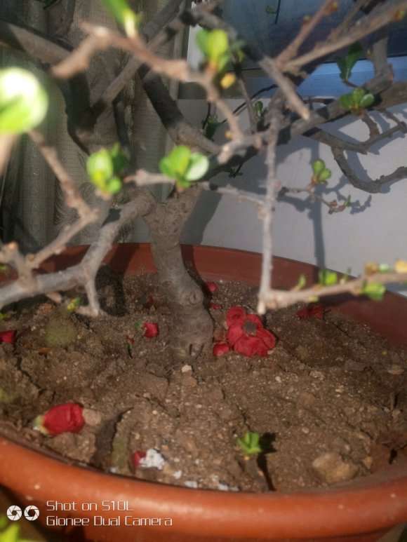 海棠下山桩下面的还行 用不用浇水 图片