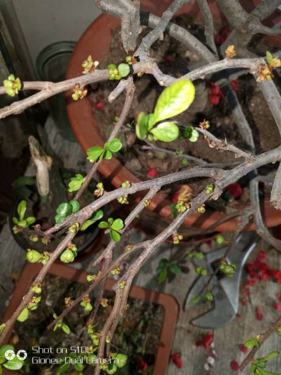 海棠下山桩下面的还行 用不用浇水 图片