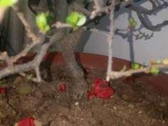 海棠下山桩下面的还行 用不用浇水 图片