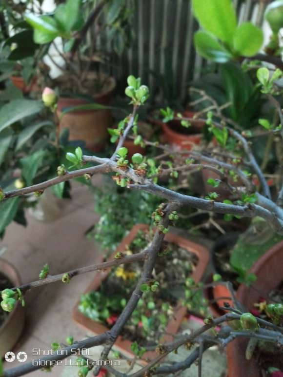 海棠下山桩是放在客厅 还是阳台 最好