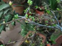 海棠下山桩是放在客厅 还是阳台 最好