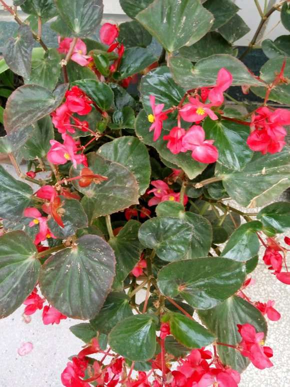 四季海棠这季节每天都浇水 图片