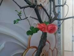 海棠下山桩叶子蔫了是怎么回事 图片