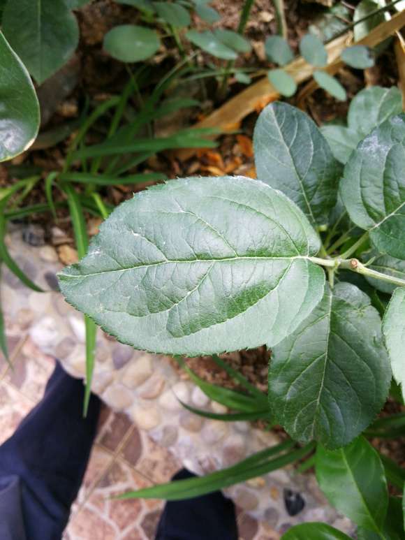 这是海棠下山桩 还是苹果 怎么区别