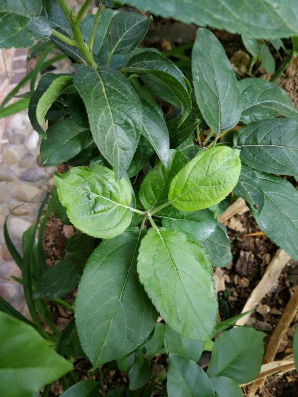 这是海棠下山桩 还是苹果 怎么区别