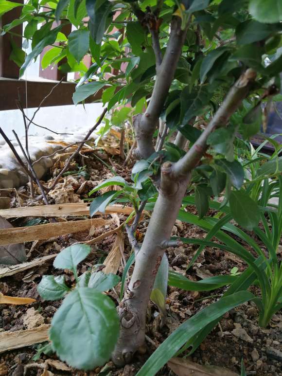 这是海棠下山桩 还是苹果 怎么区别