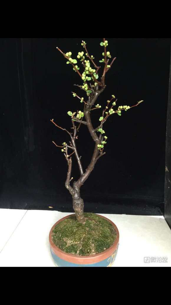 绿宝石海棠下山桩 怎么样 图片