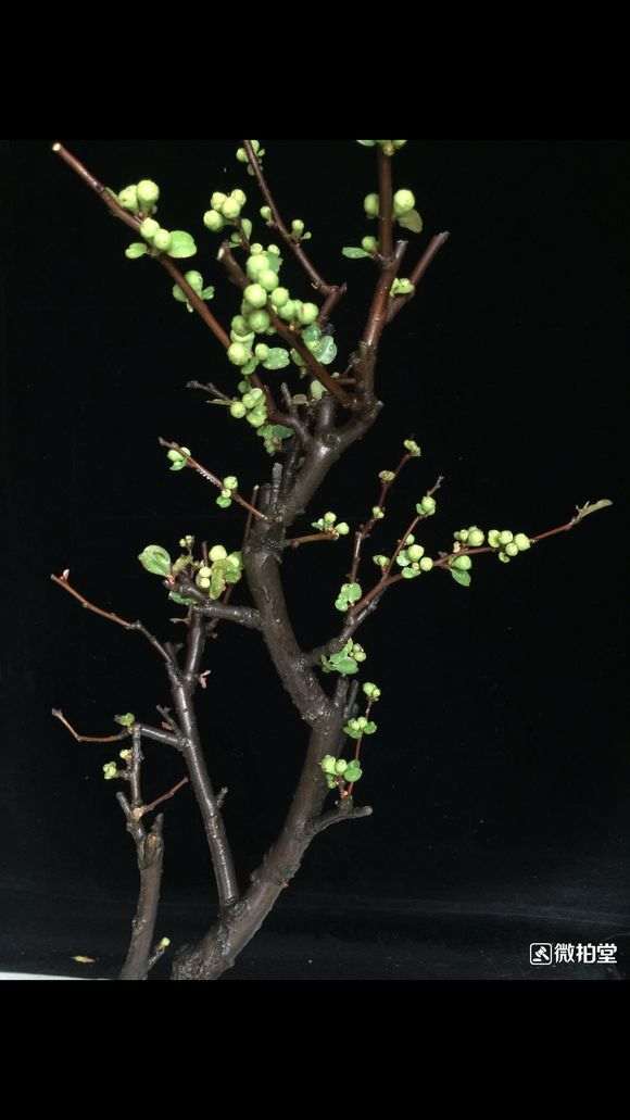 绿宝石海棠下山桩 怎么样 图片