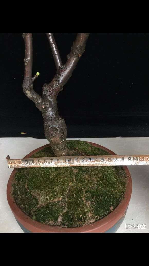 绿宝石海棠下山桩 怎么样 图片