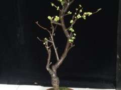 绿宝石海棠下山桩 可以吗 图片