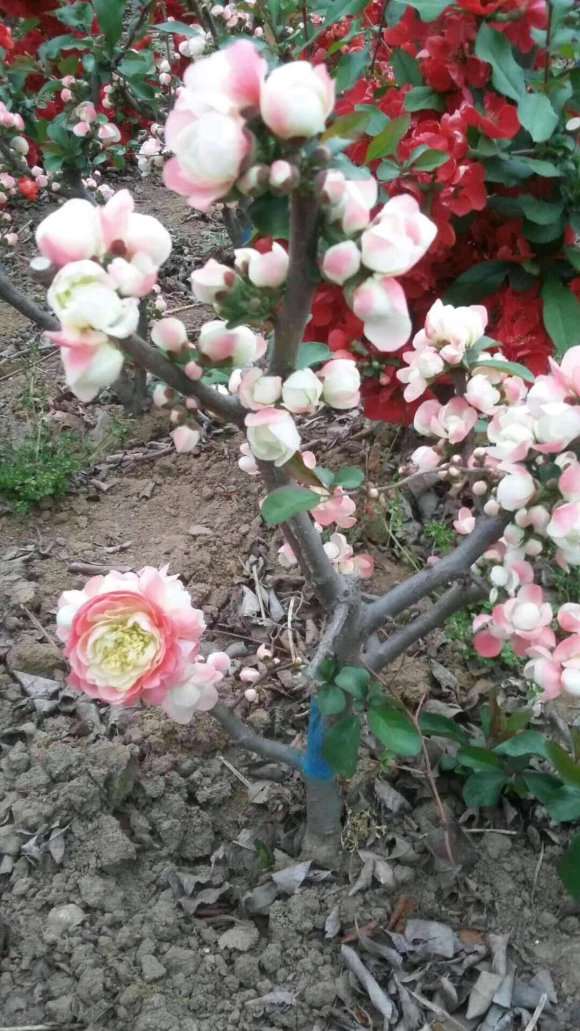 玩海棠下山桩 被骗了200元 怎么办 图片