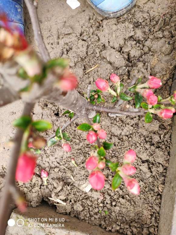 玩海棠下山桩 被骗了200元 怎么办 图片