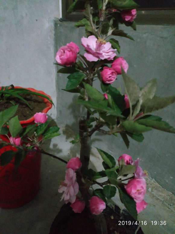 玩海棠下山桩 被骗了200元 怎么办 图片